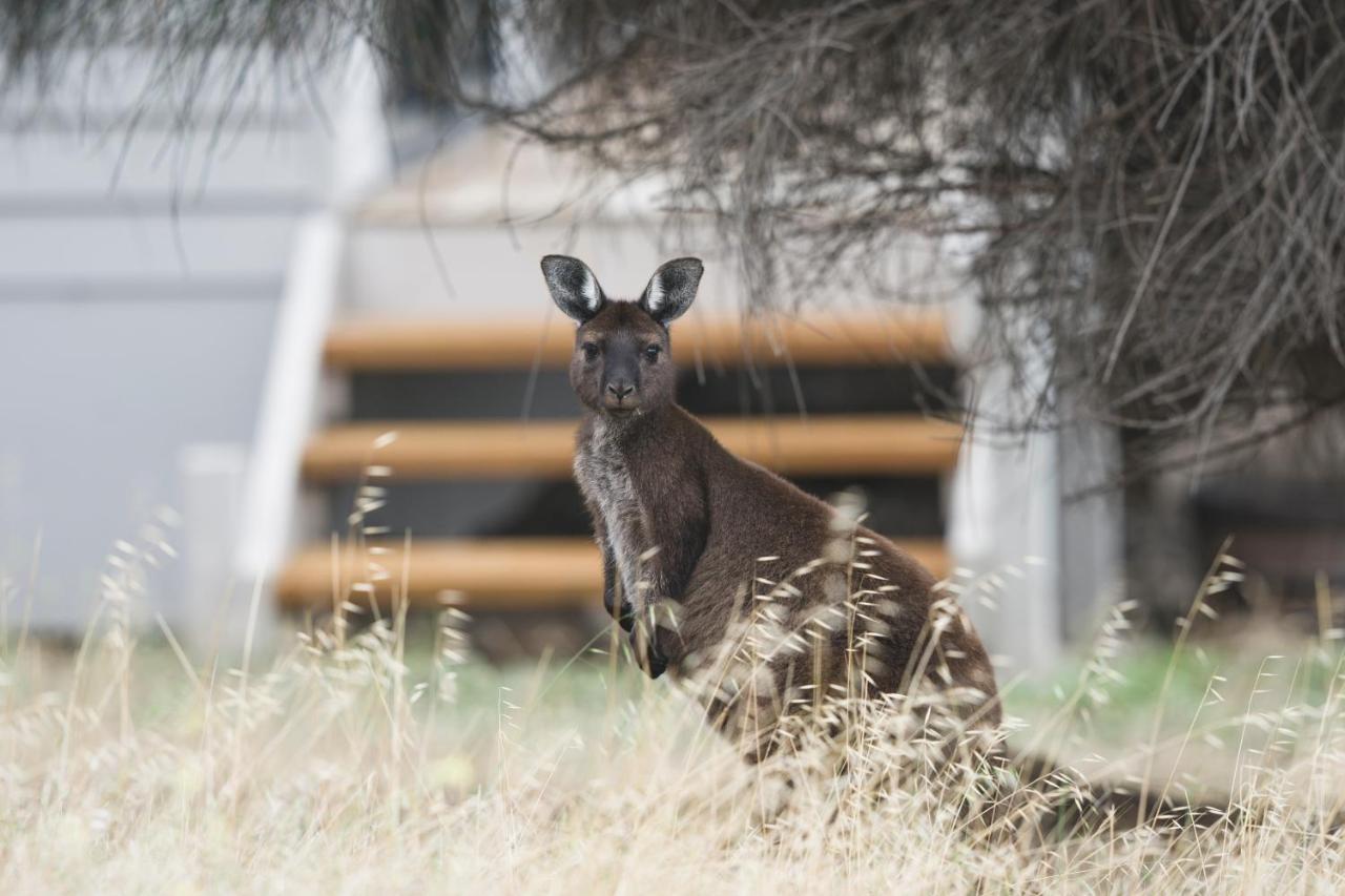 Sea Dragon Kangaroo Island Penneshaw Exterior foto